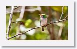 Cuban Tody