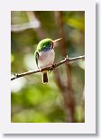 Cuban Tody