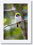 Cuban Tody