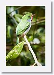 Cuban Tody