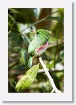 Cuban Tody