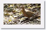 Zenaida Dove