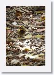 Yellow-faced Grassquit