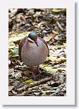 Key West Quail-dove