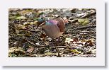 Key West Quail-dove