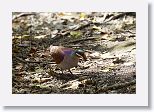 Key West Quail-dove