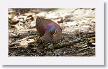 Key West Quail-dove