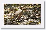 Zenaida Dove