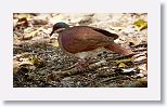 Key West Quail-dove