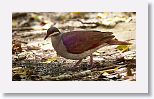 Key West Quail-dove