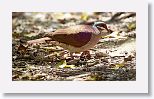 Key West Quail-dove