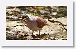 Key West Quail-dove