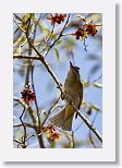 Black Whiskered Vireo