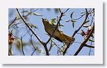 Black Whiskered Vireo