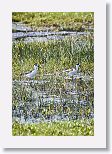 Black-necked Stilt