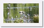 Black-necked Stilt