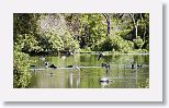 Black-necked Stilt