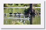 Black-necked Stilt