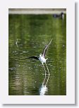 Black-necked Stilt