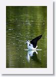 Black-necked Stilt