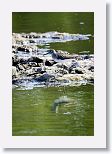 Solitary sandpiper