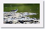 Solitary sandpiper