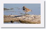 Killdeer