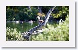 West Indian Whistling Duck