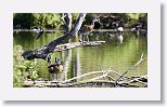 West Indian Whistling Duck