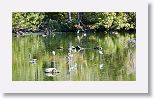 Black-necked Stilt