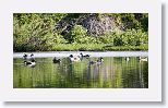 Northern Shovelers and Blue-winged Teal