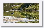 Solitary sandpiper