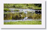 Black-necked Stilt