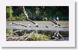 Lesser Yellowlegs and Black-necked Stilt