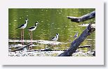 Black-necked Stilt