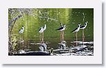 Black-necked Stilt