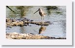 Long-billed Dowitcher