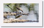 Long-billed Dowitcher