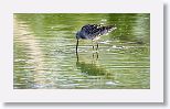 Long-billed Dowitcher