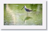 Long-billed Dowitcher