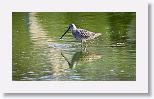 Long-billed Dowitcher