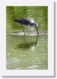 Long-billed Dowitcher