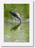 Long-billed Dowitcher