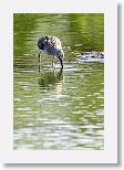 Long-billed Dowitcher