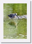 Long-billed Dowitcher