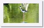 Black-necked Stilt