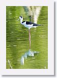 Black-necked Stilt