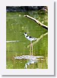 Black-necked Stilt