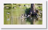 Black-necked Stilt, Long-billed Dowitcher, Common Gallinule