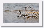 Cormorant